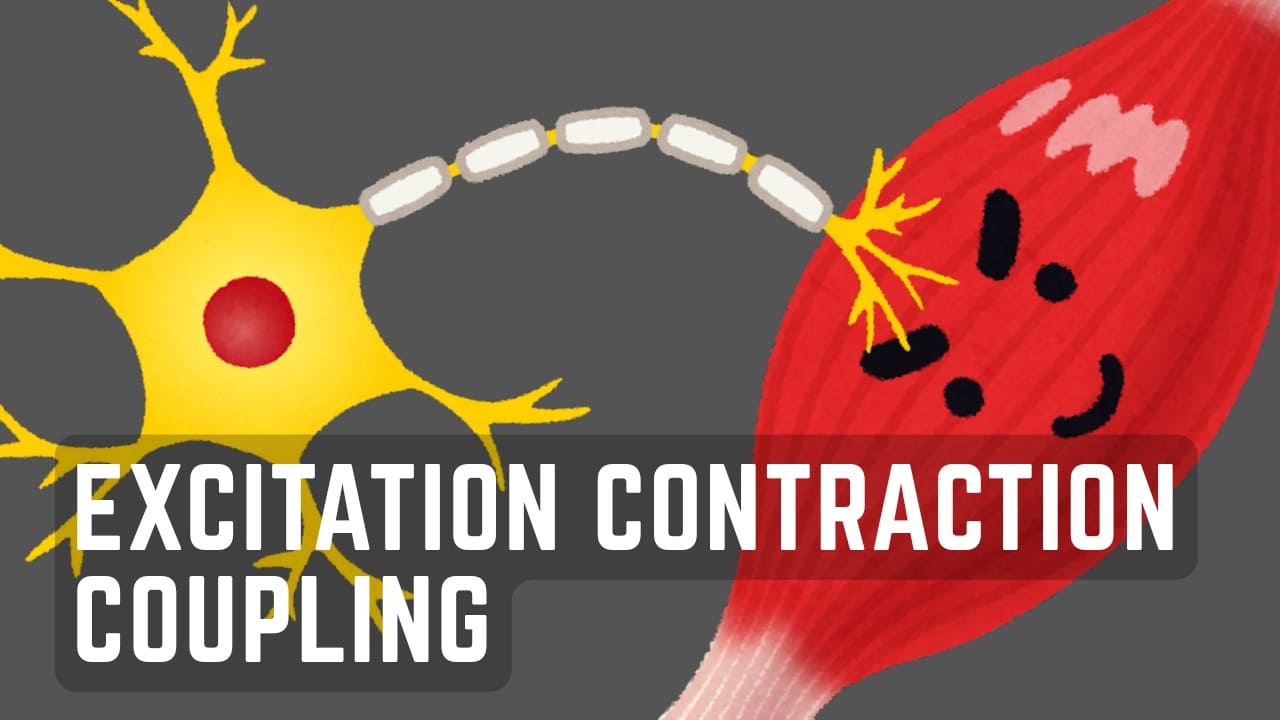 What Is Excitation Contraction Coupling